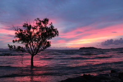 Tree by the sea