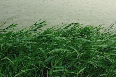 High angle view of wet grass on field