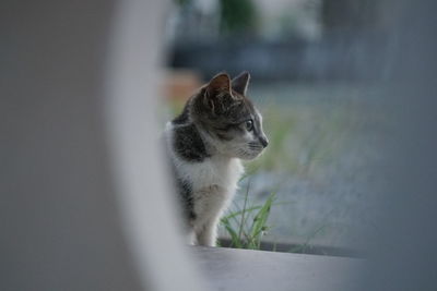 Close-up of a cat looking away