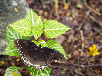 Close-up of butterfly on plant