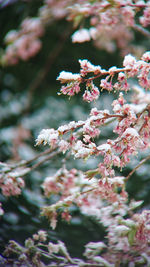 Winter meets spring. close-up of pink cherry blossoms covered with snow in cold spring