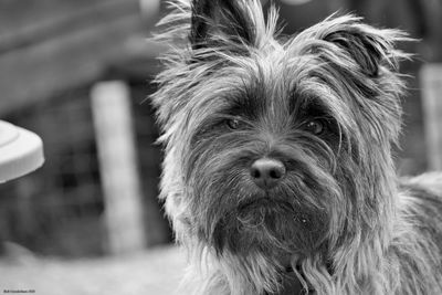 Close-up portrait of dog