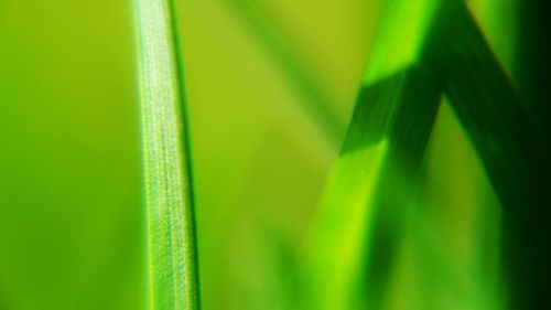 Close-up of grass