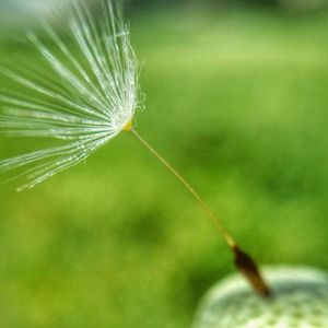 Close-up of insect on plant