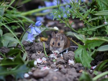 Close-up of mouse in garden