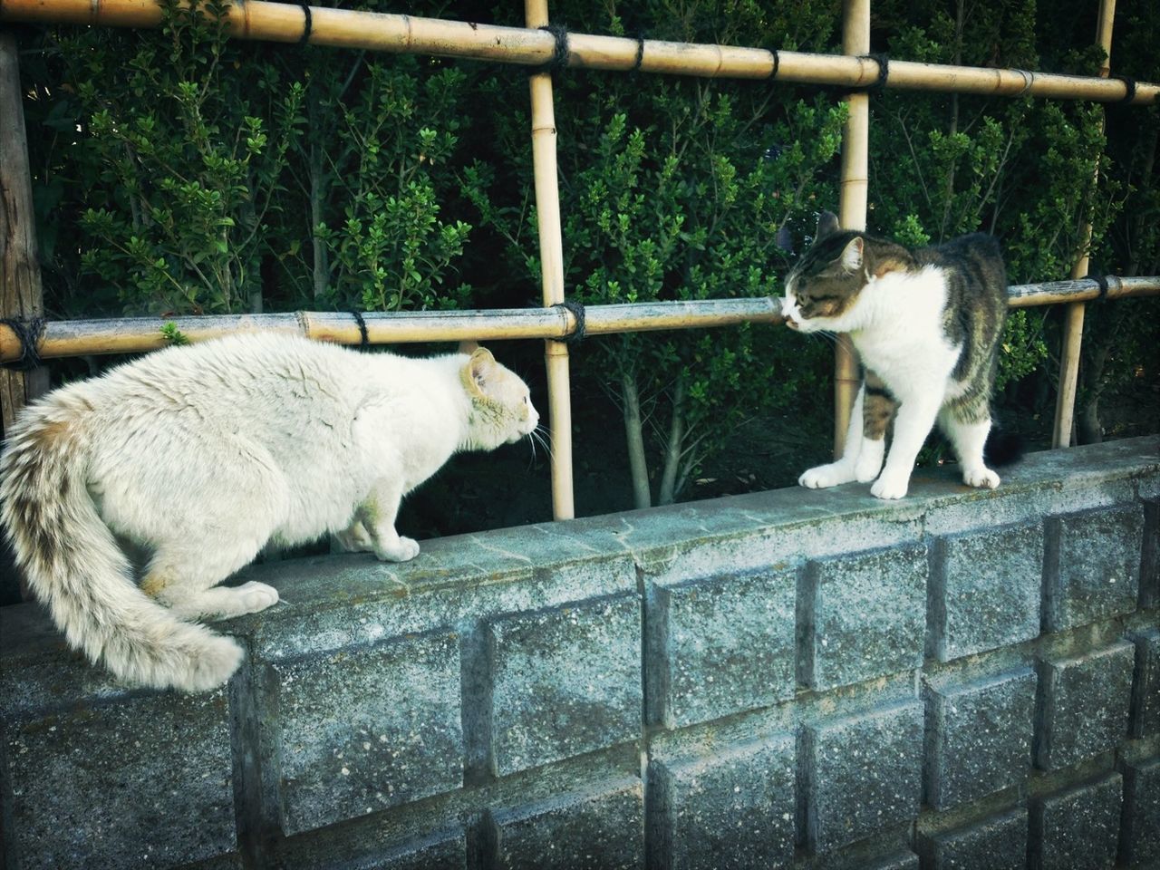 domestic animals, animal themes, mammal, pets, one animal, dog, railing, fence, two animals, day, metal, no people, relaxation, full length, close-up, zoology, sitting, outdoors, domestic cat, standing