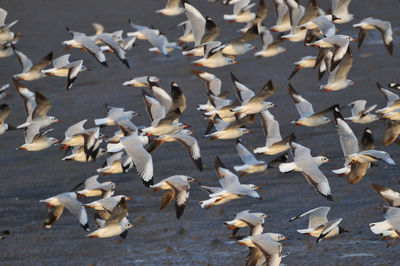 High angle view of seagulls flying