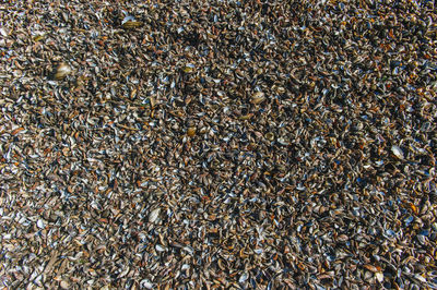 Full frame shot of shells at beach