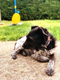 Dog resting on a field