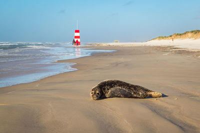 View of horse on beach