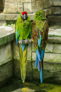 Close-up of parrot perching on leaf