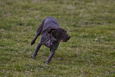 Dog running on field