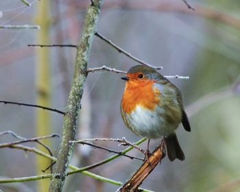Close-up of bird perching on branch