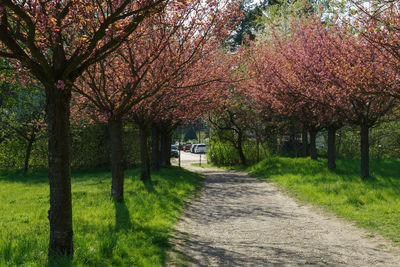 Cherry blossoms in park during autumn