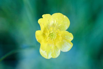 Close-up of yellow flower blooming outdoors