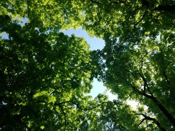 Low angle view of trees against sky