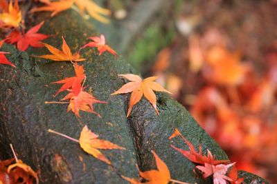 Close-up of maple leaves