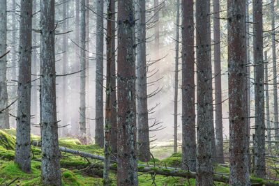 Mist in the spruce forest
