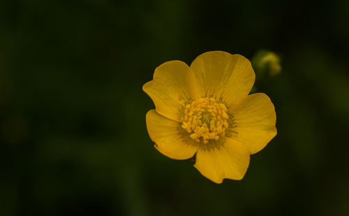 Close-up of yellow flower