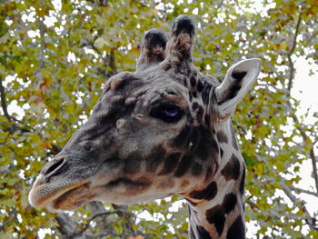 Close-up of giraffe