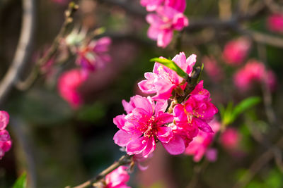 Close-up of pink flowers