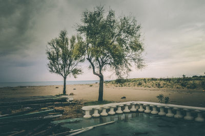 Tree by sea against sky