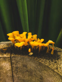 Close-up of yellow flowers against blurred background