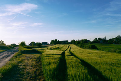 Scenic view of agricultural field against sky