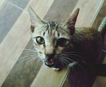 Close-up portrait of cat on wood