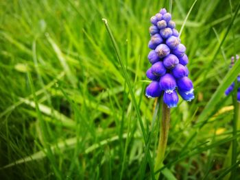 Close-up of purple flower