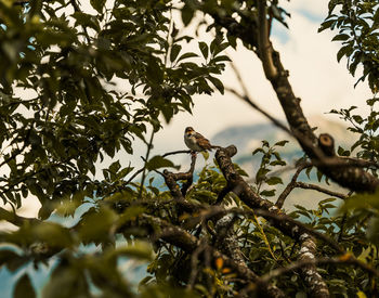 Low angle view of a bird perching on tree
