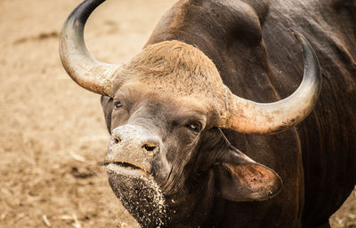 Close-up of a horse on field