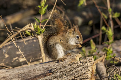 Close-up of squirrel on wood