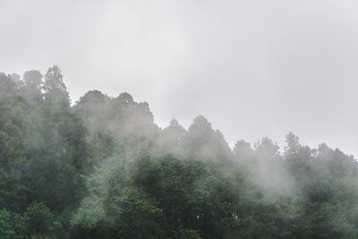 Low angle view of trees on mountain against sky