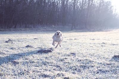 Dog standing on snow covered land