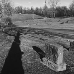 View of birds on tree