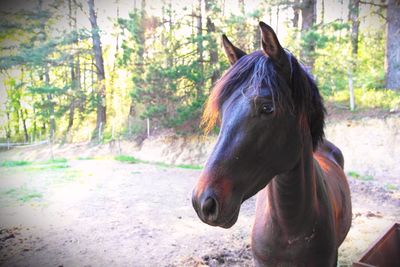 Portrait of horse in forest