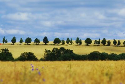 Scenic view of field against sky
