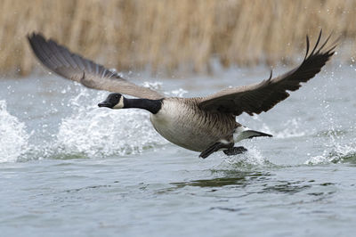 Bird flying over lake