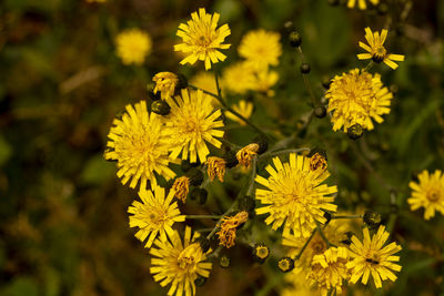 Close-up of yellow flowering plant