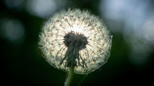 Close-up of dandelion against blurred background