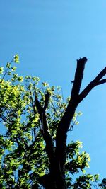 Low angle view of trees against blue sky