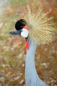 Close-up portrait of a bird