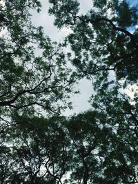 Low angle view of trees against sky
