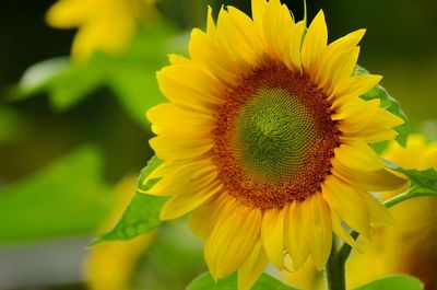 Close-up of yellow flower blooming outdoors