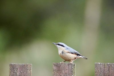 Close-up of bird perching on wood