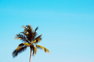 Low angle view of palm tree against clear blue sky