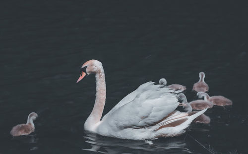 Swans swimming in lake