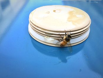 High angle view of insect on table