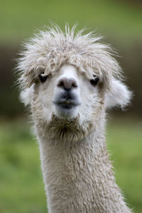 Close-up portrait of alpaca